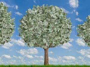 money-tree-1